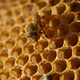 Illustration for article titled Will Bee Disappearances Lead To A Honey Shortage?